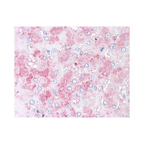 SLITRK6 (N-Terminus) antibody