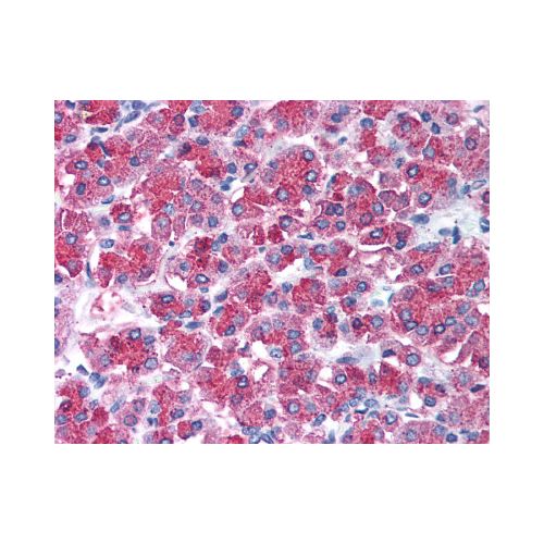 SNAI2 / SLUG (Internal) antibody