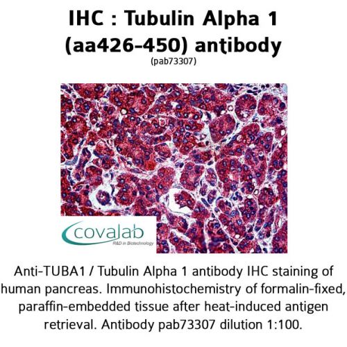 Tubulin Alpha 1 (aa426-450) antibody