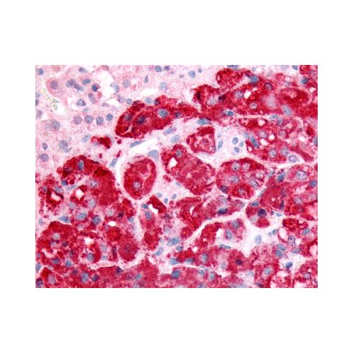SPHK1 (N-Terminus) antibody