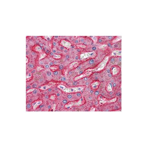 SQSTM1 (C-Terminus) antibody