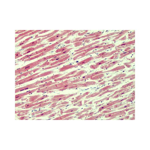 IRAK4 (N-Terminus) antibody