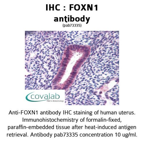 FOXN1 antibody
