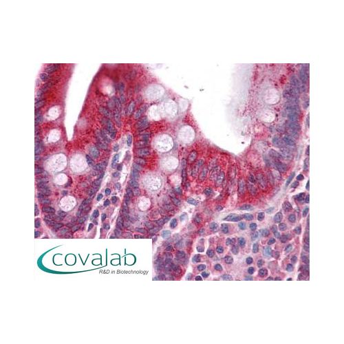 DR3 antibody