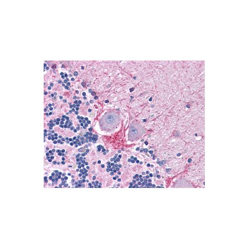 DNase I antibody
