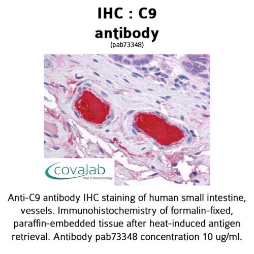 C9 antibody