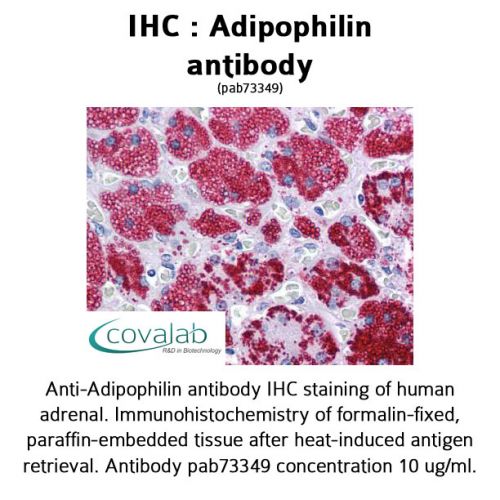 Adipophilin antibody