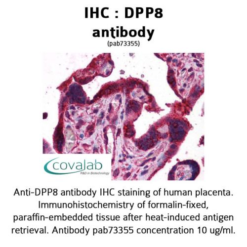 DPP8 antibody