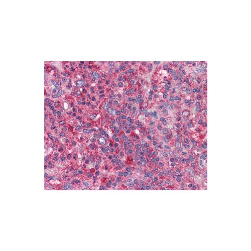 cIAP2 antibody
