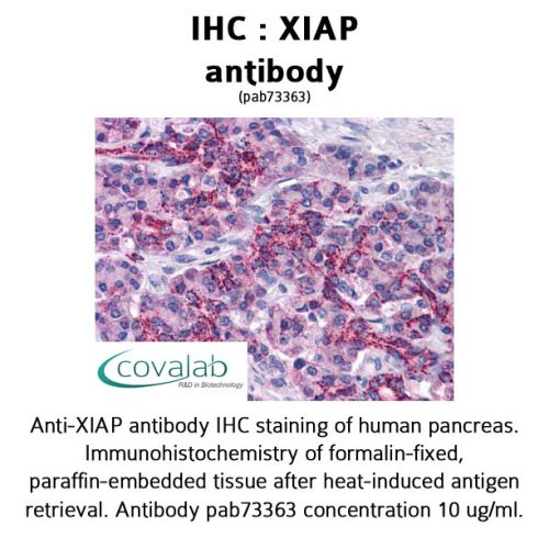 XIAP antibody