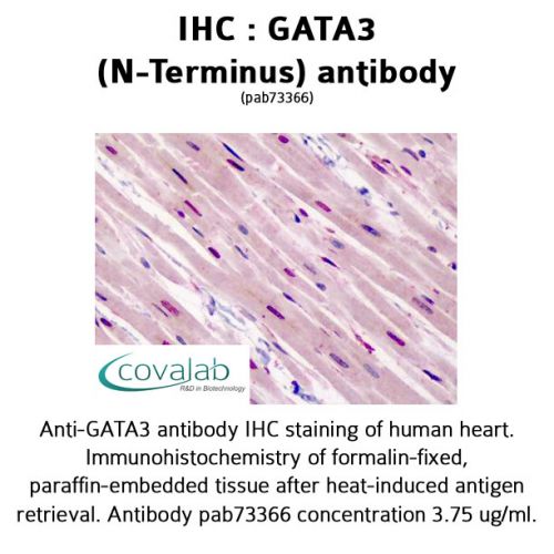 GATA3 (N-Terminus) antibody