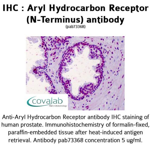 Aryl Hydrocarbon Receptor (N-Terminus) antibody