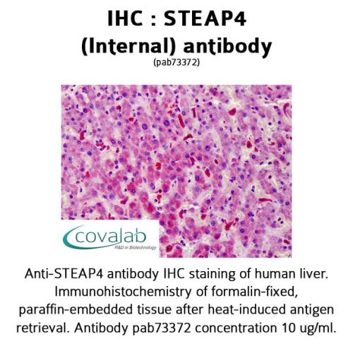 STEAP4 (Internal) antibody