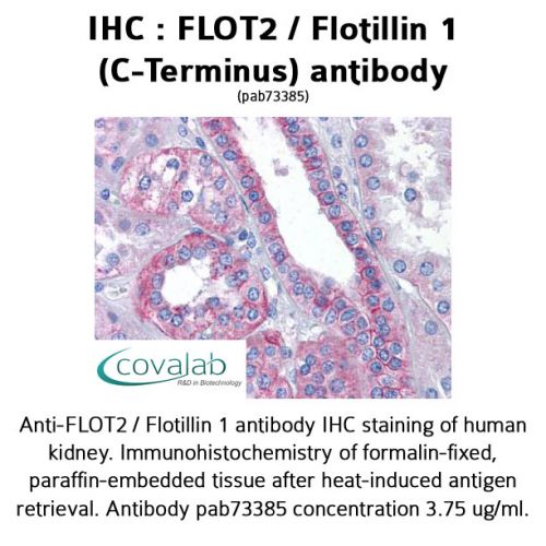 FLOT2 / Flotillin 1 (C-Terminus) antibody