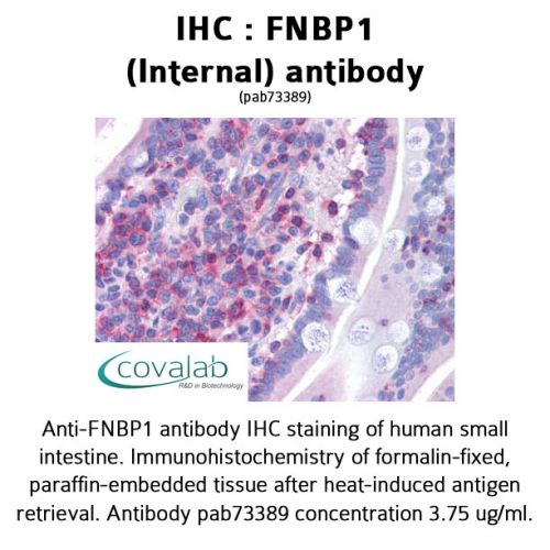 FNBP1 (Internal) antibody