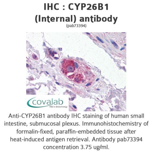 CYP26B1 (Internal) antibody