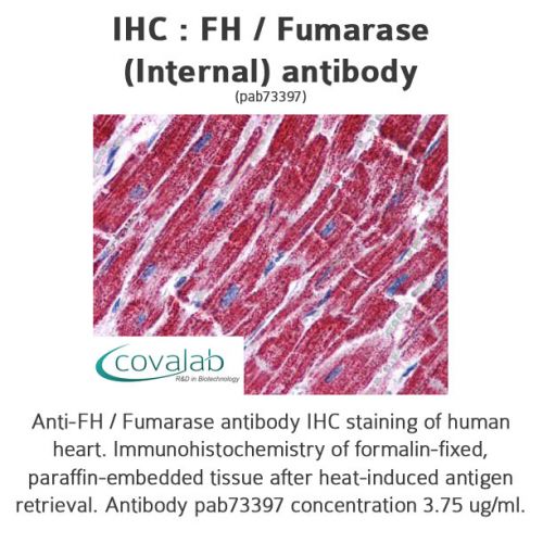 FH / Fumarase (Internal) antibody