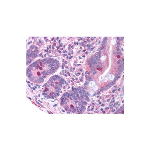 GNAT3 (Internal) antibody