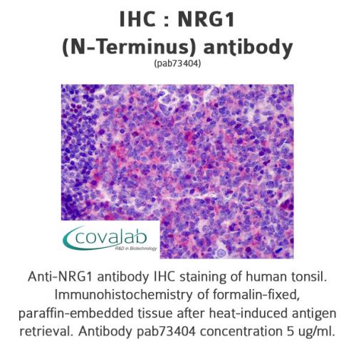 NRG1 (N-Terminus) antibody