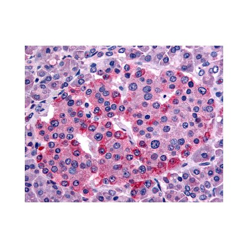 SSTR1 (C-Terminus) antibody