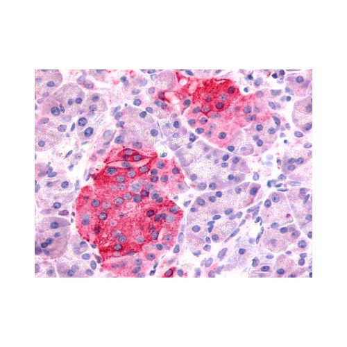 SSTR1 (N-Terminus) antibody