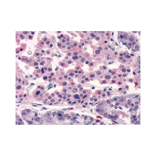 SSTR5 (C-Terminus) antibody