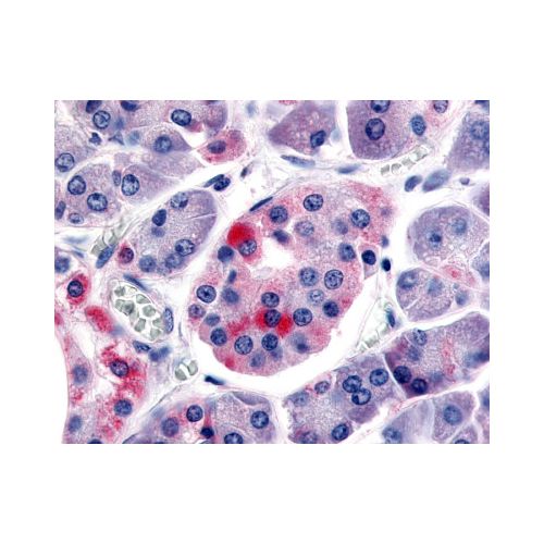 SSTR5 (C-Terminus) antibody