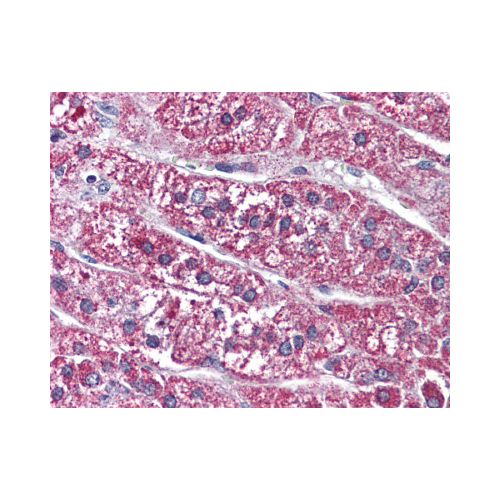 SSTR5 (Extracellular Domain) antibody