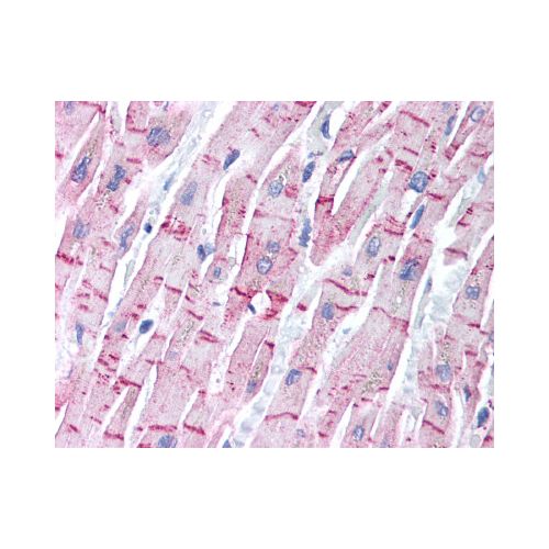 STEAP4 (Internal) antibody