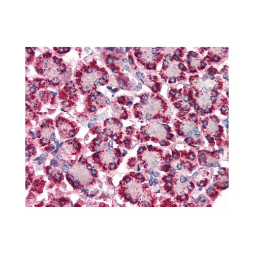 STEAP4 (N-Terminus) antibody