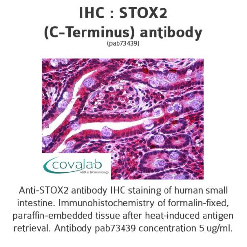 STOX2 (C-Terminus) antibody