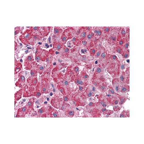 SURF4 (N-Terminus) antibody