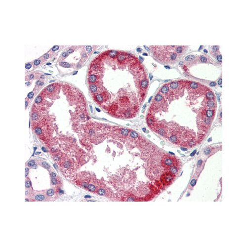 SURF4 (N-Terminus) antibody