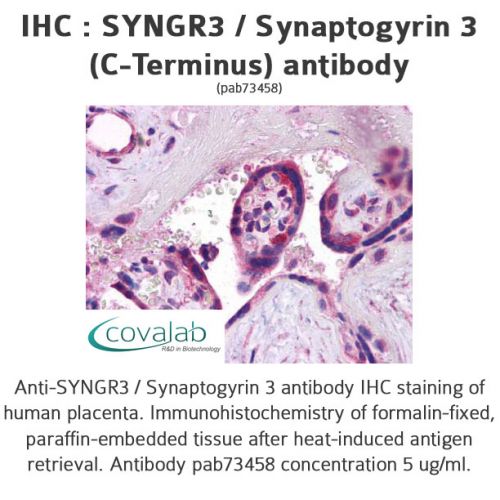 SYNGR3 / Synaptogyrin 3 (C-Terminus) antibody