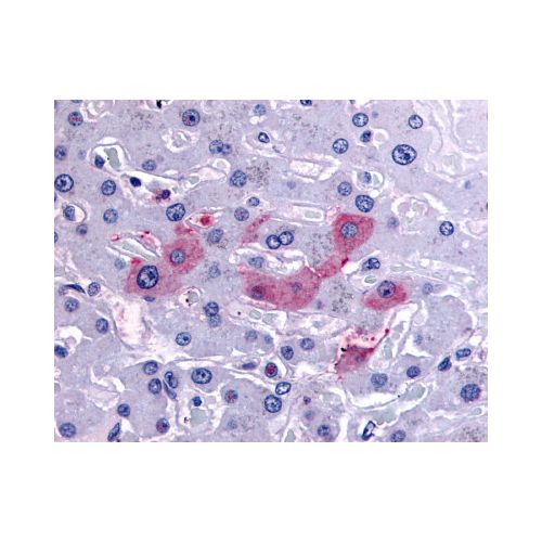 SYVN1 / HRD1 (Internal) antibody