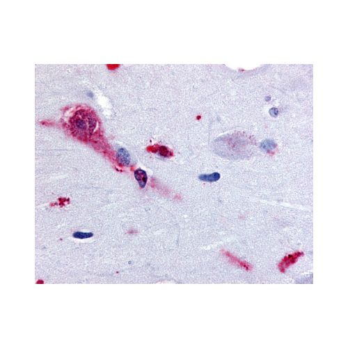 TAAR1 (Cytoplasmic Domain) antibody