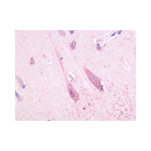 TAAR1 (Cytoplasmic Domain) antibody