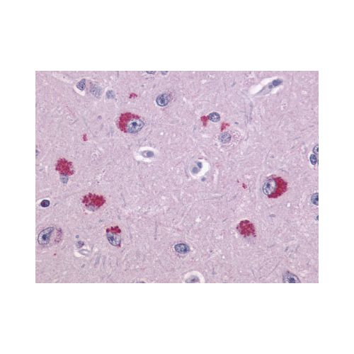 TAAR1 (Extracellular Domain) antibody