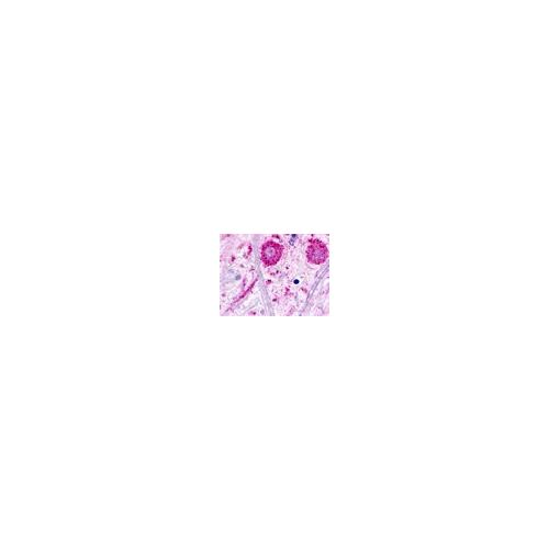 TAAR2 (C-Terminus) antibody