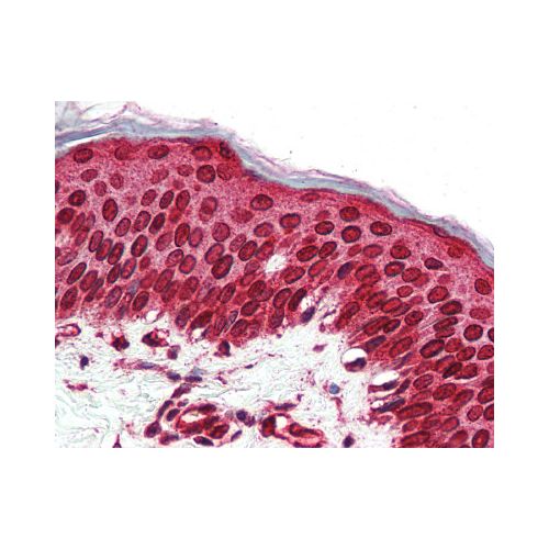 TAAR5 (C-Terminus) antibody