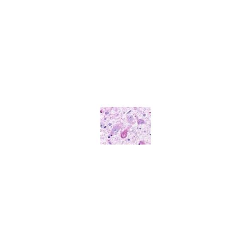 TAAR5 (Cytoplasmic Domain) antibody