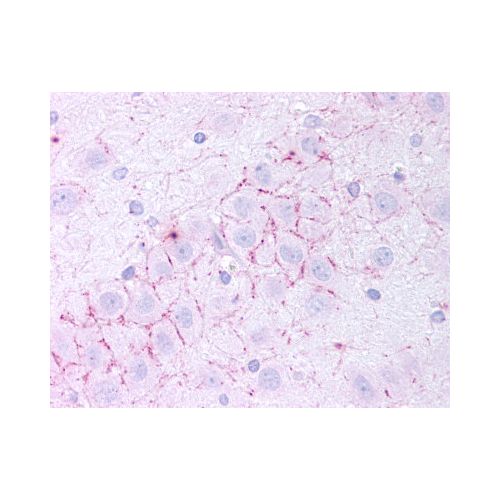 TAAR5 (N-Terminus) antibody