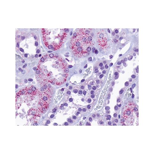 TAAR6 (Cytoplasmic Domain) antibody