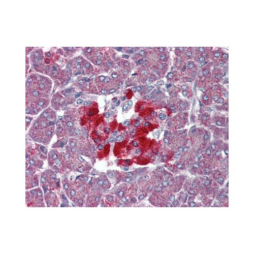 TAAR8 (C-Terminus) antibody