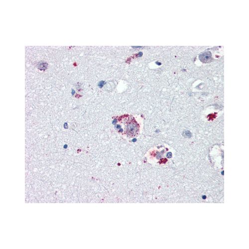 TAAR8 (N-Terminus) antibody