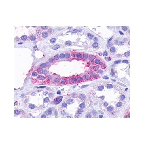 TAAR9 (C-Terminus) antibody
