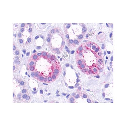 TAAR9 (Extracellular Domain) antibody