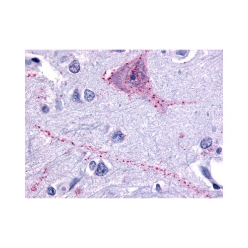TACR3 (N-Terminus) antibody