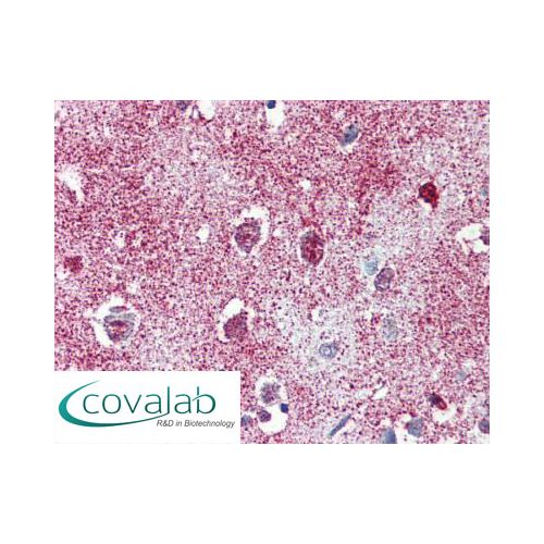TAOK1 (C-Terminus) antibody