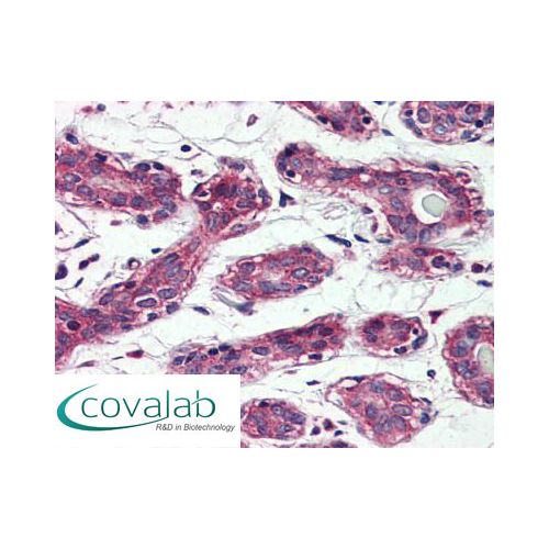 TAOK1 (Internal) antibody